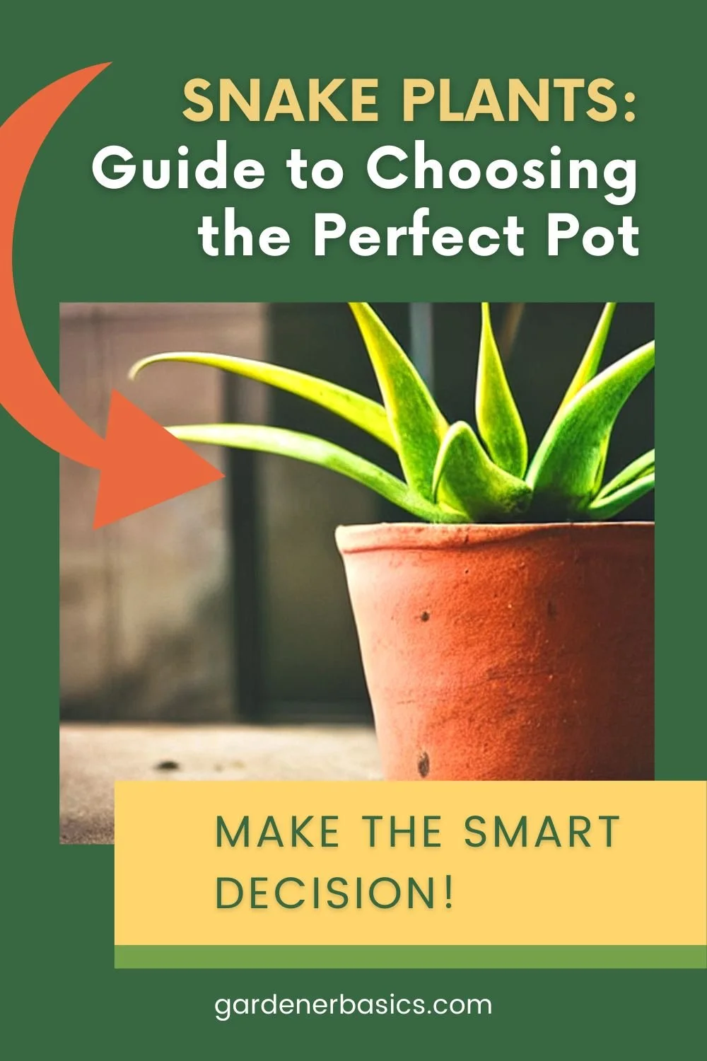 The Pot of Gold How to Pick Out the Best Pot for Your Snake Plant
